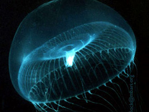 GFP foi observada pela primeira vez na medusa Aequorea victoria Foto: DR