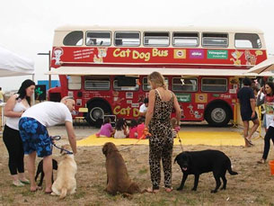 O "Cat Dog Bus" vai fazer rastreios gratuitos a cães e gatos e promover workshops e passatempos Foto: DR