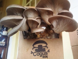 Com a Cogus Box, basta café e cartão para cultivar cogumelos em casa Foto: Cogus Box