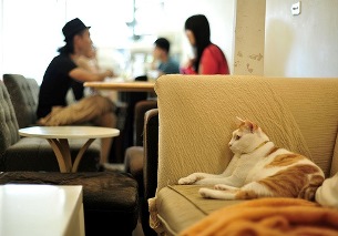 Lauren Pears conseguiu angariar 109 mil libras para abrir o seu café para gatos Foto: Flickr/Kevinlin1013