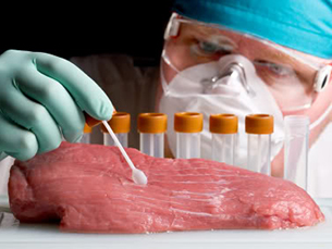 O respeito pelos animais é a maior vantagem da produção de carne artificial Foto: DR