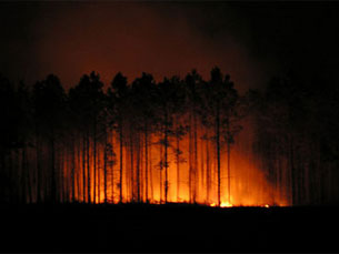 Desde o ínicio de mês contabilizaram cerca de 900 fogos florestais Foto: Judy Baxter/Flickr