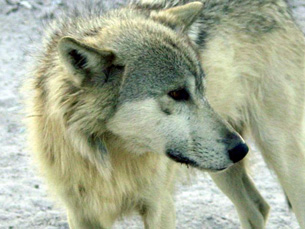 Lobos clonados são de uma espécie em vias de extinção Foto: Morguefile
