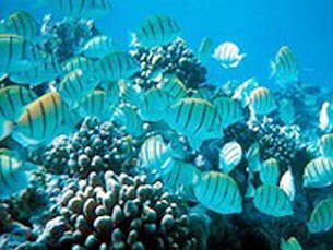 Sea Life quer formar um coral humano Foto: Arquivo JPN