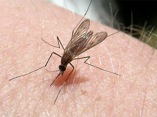 Malária é transmitida por via da fêmea do mosquito Anopheles Foto: Flickr