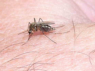 Doença é transmitida pela picada de um mosquito Fonte: Jimmy Smith / Flickr