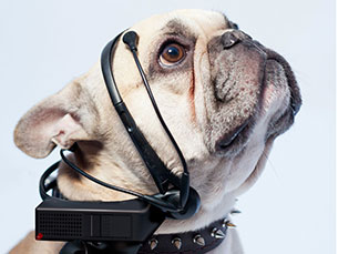 O aparelho quer que as pessoas possam saber exatamente quando os cães estão cansados, com fome ou felizes Foto: DR