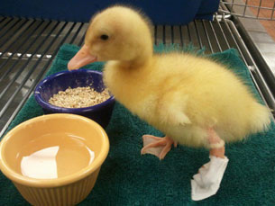 Com a prótese, Buttercup já consegue caminhar, depois de ter nascido com a pata esquerda virada para trás Foto: DR