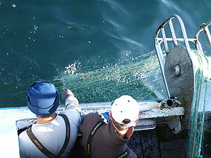 Homens do mar receiam efeitos da concentração da Docapesca Foto: Marisa Ferreira/Arquivo JPN