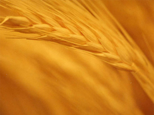 Em três anos o preço da tonelada de trigo subiu 100 euros Foto: André Mellagi / Flickr