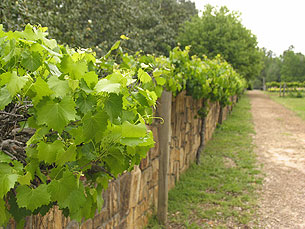Alunos vão aprender a combater pragas que afectam a viticultura em Portugal Foto: Morguefile