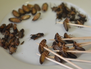 O consumo de insetos é tradição nas regiões da Ásia, África e América Latina Foto: Insect Gourmet