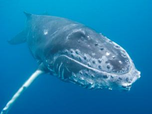 Atualmente, a maioria das baleias está em risco ou vulnerável. Foto: DR / Sea Life