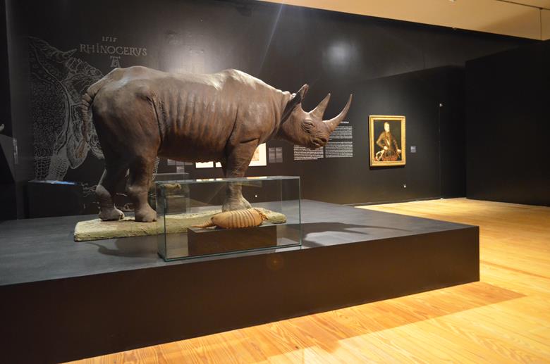 Um rinoceronte, animal que D. Manuel I recebeu de presente, vivo, e que causou grande sensação no país, já que foi o primeiro a ser visto na Europa desde a Antiguidade.