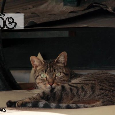 "Quem quer adotar um gato do Bolhão" espera encontrar um novo lar para todos os gatos que atualmente residem no mercado.