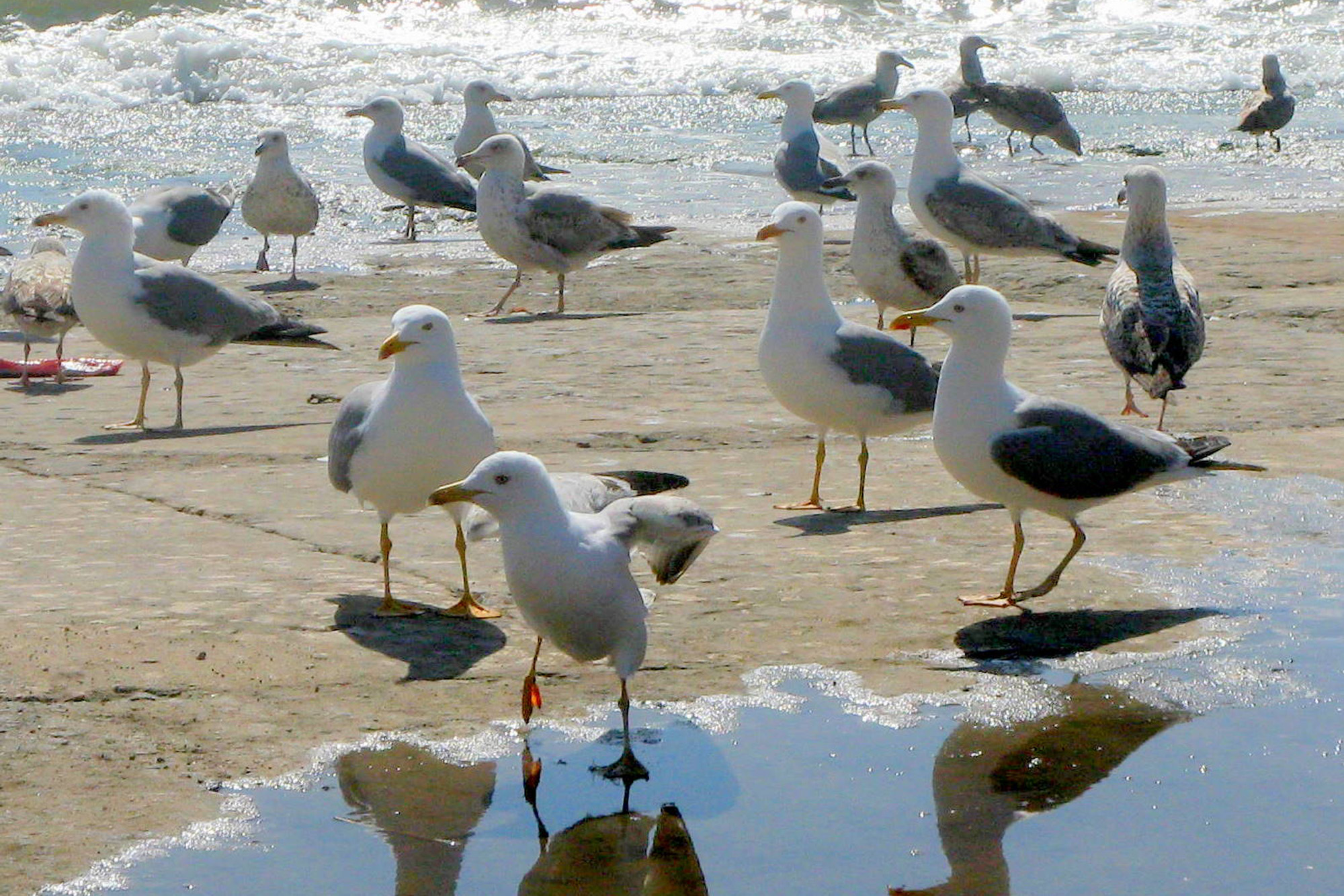 Último estudo sobre população de gaivotas data de 2011.