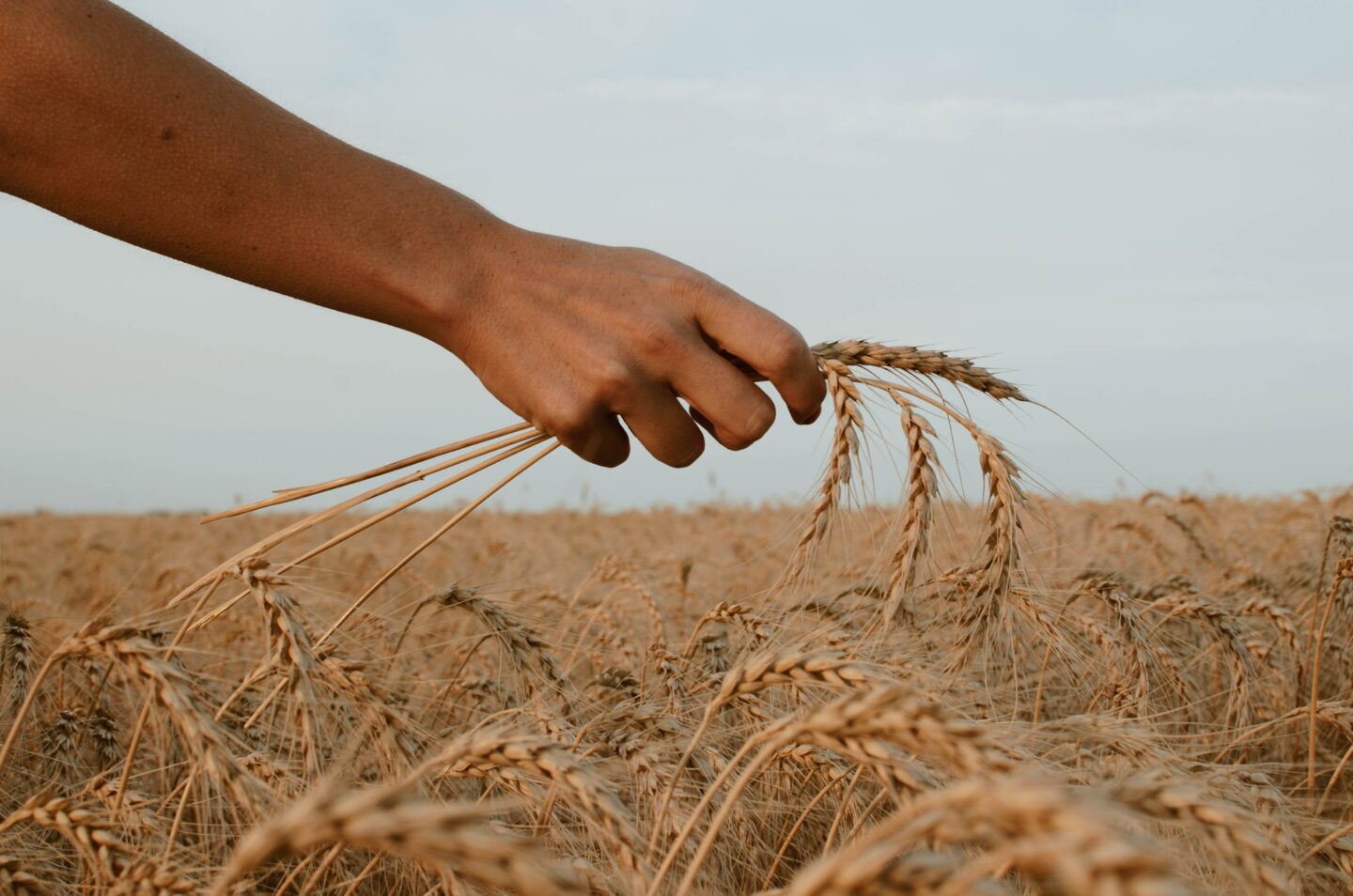Trigo: Como a escassez deste "bem essencial" ameaça a segurança alimentar do mundo